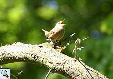 Singender Zaunkönig (Troglodytes troglodytes) im Grafenberger Wald