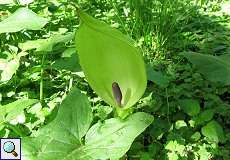 Gefleckter Aronstab (Arum maculatum) im Grafenberger Wald