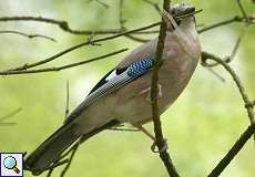 Eichelhäher (Garrulus glandarius) im Grafenberger Wald