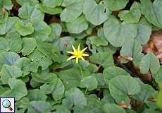 Scharbockskraut (Ranunculus ficaria) im Grafenberger Wald