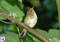 Zilpzalp (Phylloscopus collybita) im Grafenberger Wald