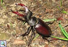 Hirschkäfer-Männchen (Lucanus cervus) im Grafenberger Wald