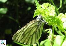 Rapsweißling (Pieris napi) im Grafenberger Wald