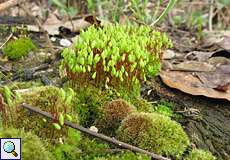 Unbestimmtes Moos Nr. 2 im Grafenberger Wald