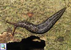 Tigerschnegel (Limax maximus) im Grafenberger Wald