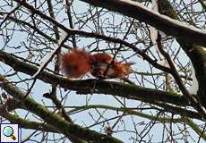 Europäisches Eichhörnchen (Sciurus vulgaris)