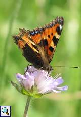 Kleiner Fuchs (Small Tortoiseshell, Aglais urticae)