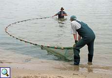 Fischfang am Rhein für die Wissenschaft