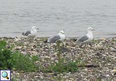 Sturmmöwen (Mew Gull, Larus canus) am Rheinufer