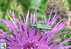 Männchen des Grünen Scheinbockkäfers (Thick Legged Flower Beetle, Oedemera nobilis)