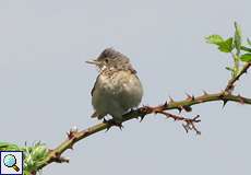 Dorngrasmücke (Whitethroat, Sylvia communis)