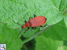 Rotköpfiger Feuerkäfer (Red-headed Cardinal Beetle, Pyrochroa serraticornis)