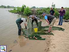Die Experten inspizieren das Netz am Rheinufer