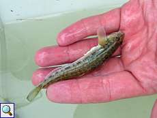 Schwarzmund-Grundel (Round Goby, Neogobius melanostomus)