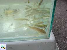 Jungfische im Bestimmungs-Aquarium