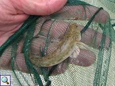 Grundel (Goby, Neogobius sp.)