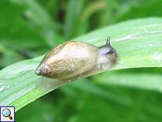 Bernsteinschnecken (Succinea/Oxyloma sp.) mögen den Regen