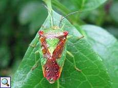 Regennasse Wipfel-Stachelwanze (Hawthorn Shieldbug, Acanthosoma haemorrhoidale)