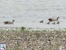 Nilgans-Familie (Egyptian Goose, Alopochen aegyptiaca) auf dem Rhein