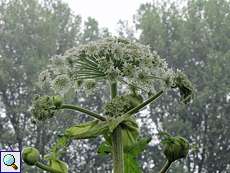 Riesen-Bärenklau (Giant Hogweed, Heracleum mantegazzianum)