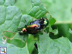 Zwei Grüne Sauerampferkäfer (Green Dock Leaf Beetle, Gastrophysa viridula) bei der Paarung