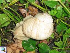 Weinbergschnecke (Burgundy Snail, Helix pomatia) am Waldrand