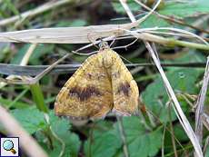 Ockergelber Blattspanner (Yellow Shell, Camptogramma bilineata)