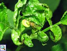 Kürbisspinne (Cucumber Green Spider, Araniella sp.)