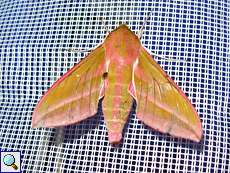 Mittlerer Weinschwärmer (Elephant Hawk-moth, Deilephila elpenor)