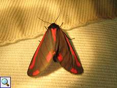 Jakobskrautbär (Cinnabar Moth, Tyria jacobaeae)