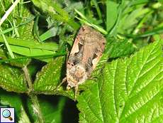 Schwarzes C (Setaceous Hebrew Character, Xestia c-nigrum)