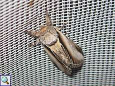 Pappel-Zahnspinner (Swallow Prominent, Pheosia tremula)