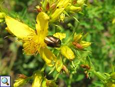 Seidiger Fallkäfer (Leaf Beetle, Cryptocephalus sericeus)