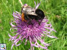 Steinhummel (Red-tailed Bumblebee, Bombus lapidarius) am Deich