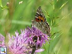 Distelfalter (Painted Lady, Vanessa cardui)