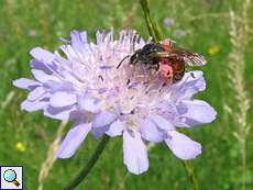 Knautien-Sandbiene (Mining Bee, Andrena hattorfiana)