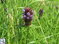 Gewöhnliche Braunelle (Common Selfheal, Prunella vulgaris)