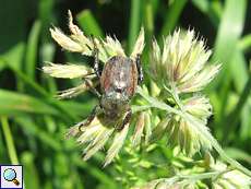 Silbriger Purzelkäfer (Scarab Beetle, Hoplia philanthus)