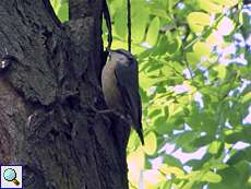 Kleiber (Eurasian Nuthatch, Sitta europaea)