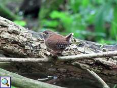 Junger Zaunkönig (Eurasian Wren, Troglodytes troglodytes)