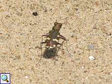 Dünen-Sandlaufkäfer (Northern Dune Tiger Beetle, Cicindela hybrida)