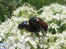 Kleiner Julikäfer (Margined Vine Chafer, Anomala dubia)