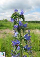 Gewöhnliche Natternkopf (Viper's Bugloss, Echium vulgare)