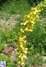 Dunkle Königskerze (Dark Mullein, Verbascum nigrum)