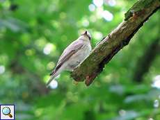 Grauschnäpper (Spotted Flycatcher, Muscicapa striata)