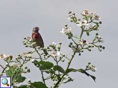 Bluthänfling (Linnet, Acanthis cannabina)