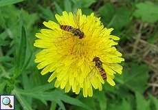 Hainschwebfliegen (Episyrphus balteatus) am Rheinufer Hamm