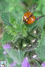 Asiatischer Marienkäfer (Harmonia axyridis) auf Pflanze