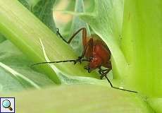 Rotgelber Weichkäfer (Rhagonycha fulva) am Rheinufer Hamm