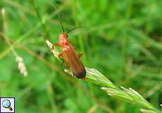 Rotgelber Weichkäfer (Rhagonycha fulva) am Rheinufer Hamm